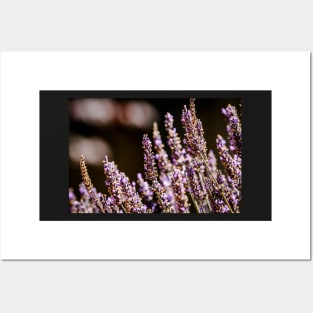 Moody lavender flowers Posters and Art